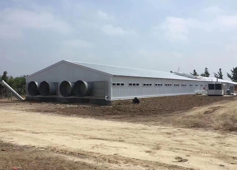 Automatic advanced layer broiler chicken farm for sale