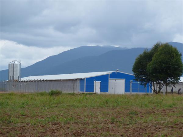 Steel structure broiler chicken farm for 15000 birds