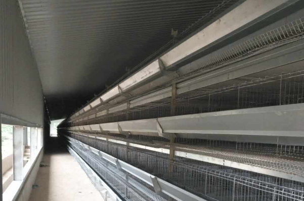 China famous high quantity chicken house eggs equipments for sale