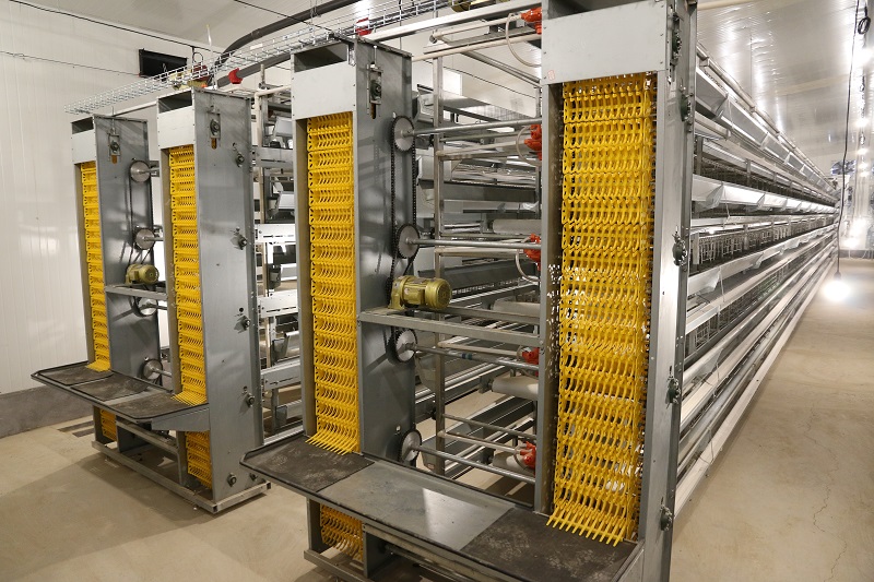 H Type Layer Chicken Cages Automatically