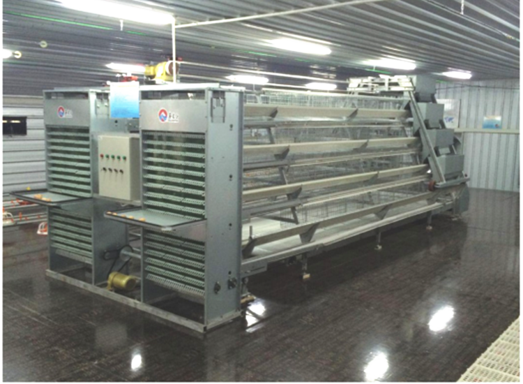 Automatic A-Type Layer Cages