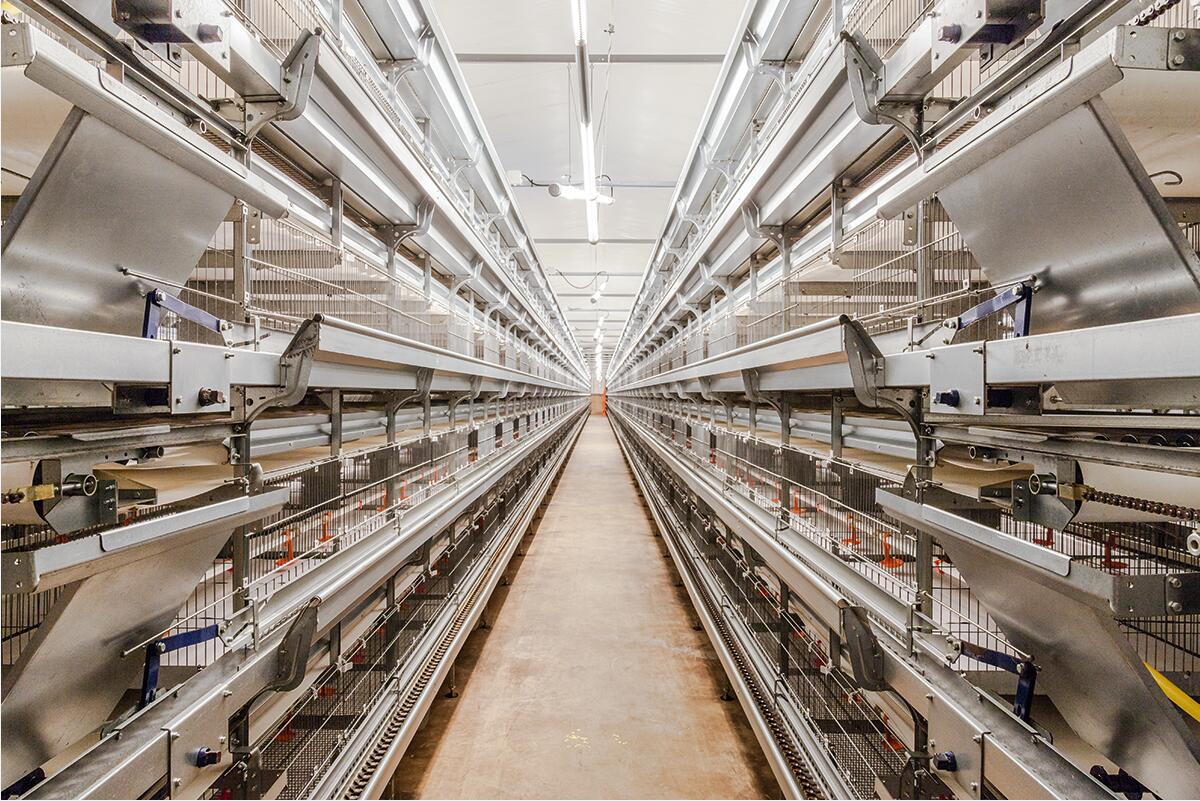 Automatic H Type Layer Cages For Broiler