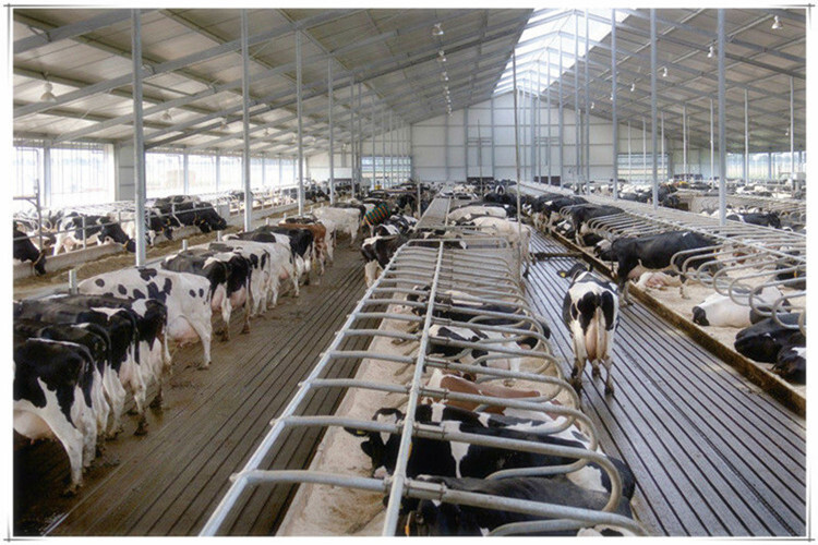 Standard Steel Structure Solution For Dairy Farm